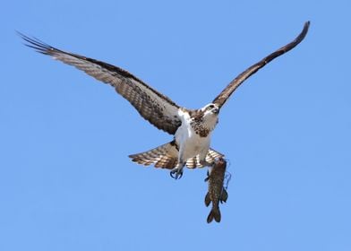 Osprey fisherman