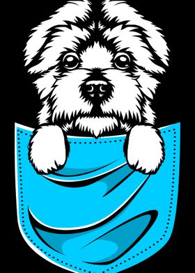 Maltese Dog In Pocket