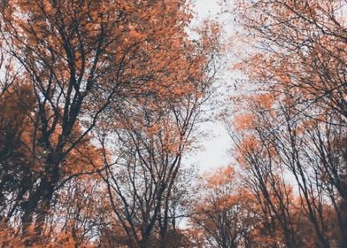 Brown amber forest sky