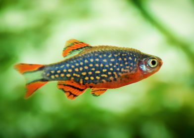 aquarium rasbora fish