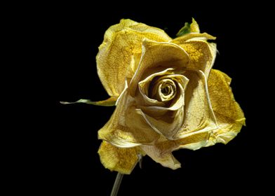 Dry flower rose