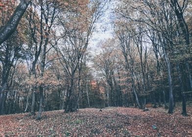 Autumn woods walk