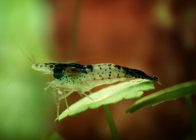 Aquarium Freshwater Shrimp