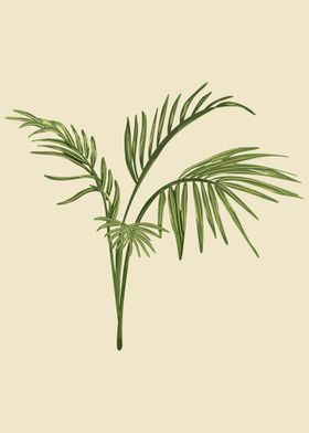 Palm Botanical Art