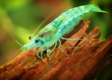 Aquarium Freshwater Shrimp