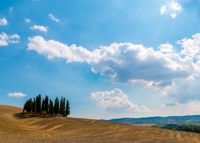 Trees in Val DOrcia