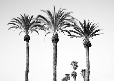 Palm Trees Black White 6