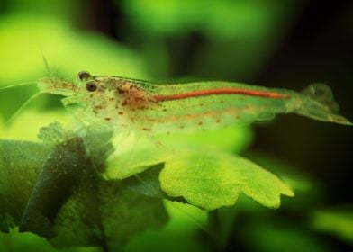 Aquarium Freshwater Shrimp