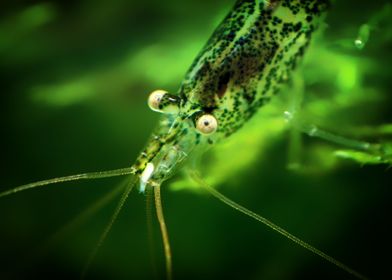 Aquarium Freshwater Shrimp