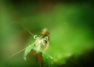 Aquarium Freshwater Shrimp