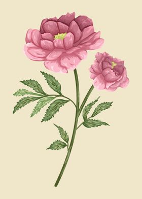 Pink Rose Botanical Art