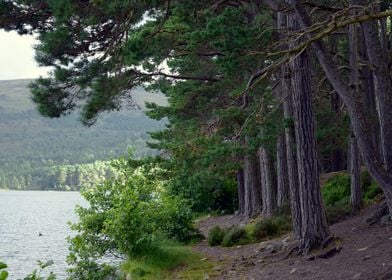 Woodland in Scotland