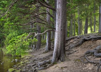 Woodland in Scotland