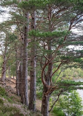 Woodland in Scotland