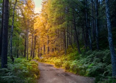 Forest Path