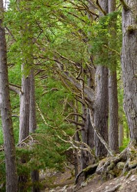 Woodland in Scotland