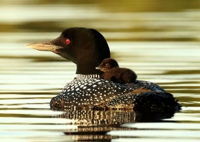 Common loon and her chick