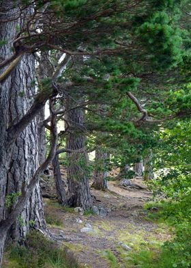 Woodland in Scotland