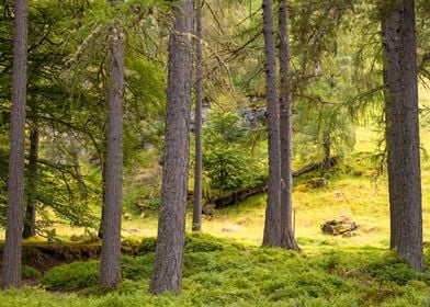 Woodland in Scotland