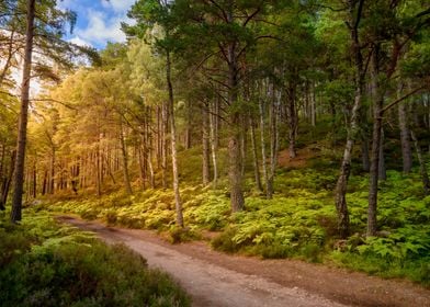 Forest Path