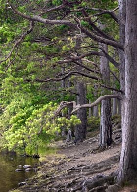 Woodland in Scotland