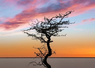 A bare tree at sunset