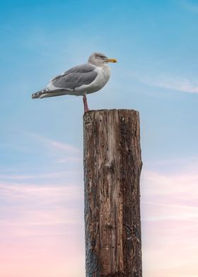 Seagull lookout