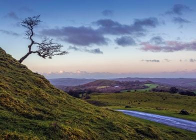 A lone tree in Winter