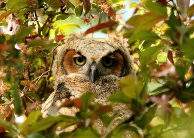 Baby owl in spring blossom