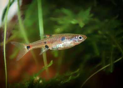 Rasbora aquarium fish