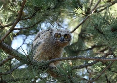 Cute Owlet