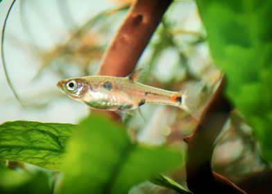 Rasbora aquarium fish