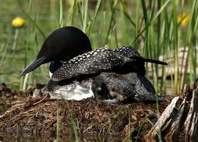 Mom and baby loon