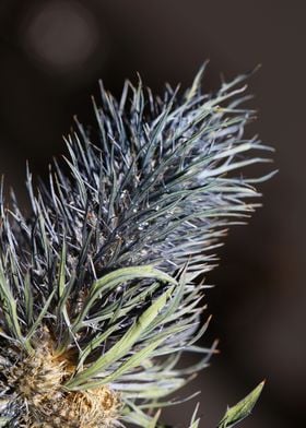 Purple eryngium flowering