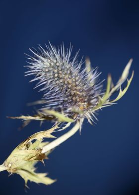 Flower blossoming eryngium