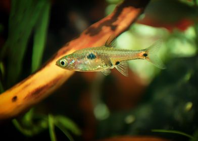 Rasbora aquarium fish