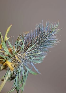 Eryngium alpinum flowering