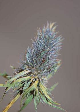 Eryngium alpinum flowering