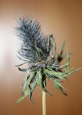 Purple eryngium flowering