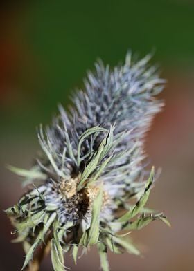 Flower blossoming eryngium