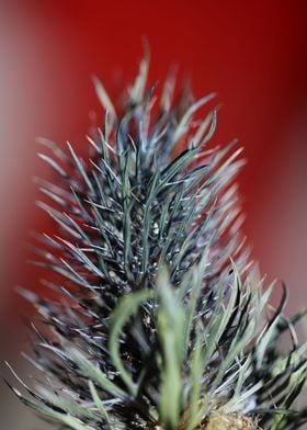 Purple eryngium flowering