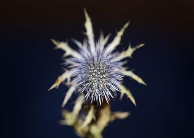 Wild flower blossom macro