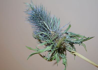 Purple eryngium flowering