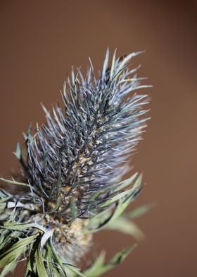 Flower eryngium alpinum