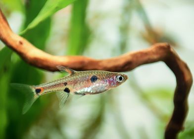 Rasbora aquarium fish