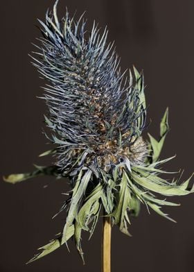 Purple eryngium flowering