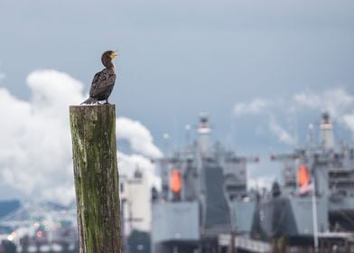 Cormorant look out