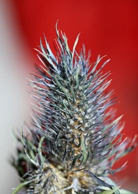 Purple eryngium flowering