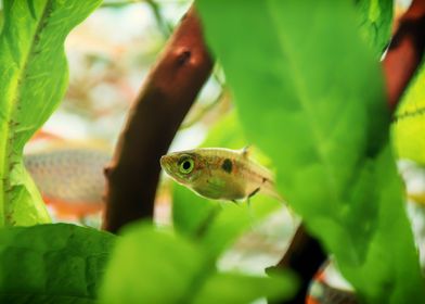 Rasbora aquarium fish