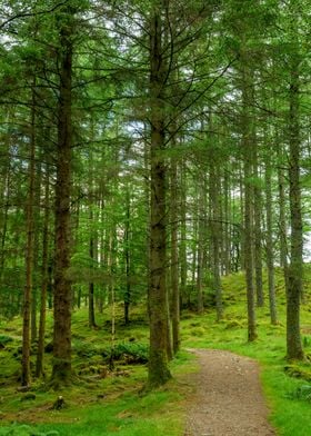 Path through a Woods